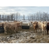 Image 7 : Wayne & Logan Lytwyn - 785# February Delivery Heifers - 75 Head (Winnipegosis, MB)
