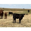 Image 10 : Dar-Lin Ranching - 470# November Delivery Heifer Calves - 115 Head (Big Stone, AB)