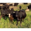 Image 1 : RL Ranches (Lyle & Rylee Hewitt) - 550# October Delivery Heifer Calves - 80 Head (Buffalo, AB)