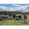 Image 4 : Hines Ranching Co. Ltd. - 1030# October Delivery Grass Steers - 120 Head (Paradise Hill, SK)
