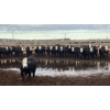 Image 3 : M.S. MacLean Livestock - 950# June Delivery Steers - 244 Head (Coaldale, AB)
