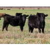 Image 1 : Johnson Livestock - 670# December Weaned Heifers - 90 Head (Peebles, SK) VBP+