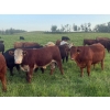Image 6 : Bar 3 Ranches Ltd. - 1075# September Delivery Grass Steers - 50 Head (Erskine, AB)