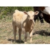 Image 3 : Sand Creek Enterprises - 580# October Delivery Heifer Calves - 23 Head (Duchess, AB)