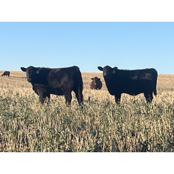 Lazy B Farm & Ranch - 530# November Delivery Heifer Calves - 100 Head (Linden, AB)