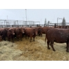 Image 2 : Spruce Ridge Farms - 13 3-4 Year-Old Cows (Pen 443B)