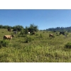 Image 5 : Proulx Ranch & Family - 585# October Delivery Steer Calves - 55 Head (Barriere, BC)