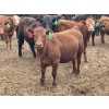 Image 4 : Lazy B Farm & Ranch - 975# Aug/Sept Delivery Heifers - 100 Head (Linden, AB)