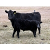 Image 4 : Red Deer River Ranches - 650# November Delivery Steer Calves - 75 Head (Sundre, AB)