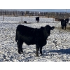 Image 7 : Rock Creek Cattle Co. Ltd. - 670# December Delivery Weaned Steers - 90 Head (Nanton, AB) VBP+