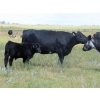 Image 6 : Tom Harrison - 550# Dec/Jan Delivery Steer Calves - 80 Head (Regina Beach, SK)