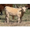 Image 6 : Sand Creek Enterprises - 630# October Delivery Steer Calves - 46 Head (Duchess, AB)