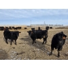 Image 9 : Bauer Ranching - 790# February Delivery Steers - 190 Head (Hilda, AB)