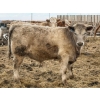 Image 6 : Justin Tateson - 960# March Delivery Steers - 125 Head (Scandia, AB)