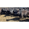 Image 7 : Amber Mountain Farms - 690# May Delivery Heifers - 200 Head (Vauxhall, AB)