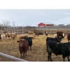 Image 6 : Rice Farms - 950# February Weaned Steers - 124 Head (Lacombe, AB)