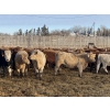 Image 5 : Lesher Lane Enterprises - 950# June Weaned Steers - 250 Head (Lacombe, AB)