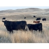 Image 3 : Shane Stammers - 590# November Delivery Steer Calves - 100 Head (Oyen, AB)