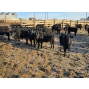 Image 4 : Franz Land & Cattle - 840# March Delivery Heifers - 75 Head (Medicine Hat, AB)