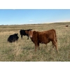 Image 6 : Palmer Ranch - 450# December Delivery Steer Calves - 180 Head (Pincher Creek, AB)