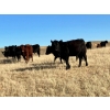 Image 2 : Kings Corner Farms - 890# November Grass Yearlings - 70 Head (Corning, SK)