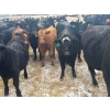 Image 3 : Rosadiuk Ranches - 550# December Delivery Steer Calves - 97 Head (Evansburg, AB)