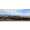 Image 5 : South Island Farms - 880# March Delivery Steers - 134 Head (Bow Island, AB)