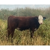 Image 8 : Blaine & Sue Hudec - 615# November Delivery Steer Calves - 80 Head (Jenner, AB)