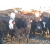 Image 4 : Willowside Ranch - 660# April Delivery Heifers - 54 Head (Vibank, SK)