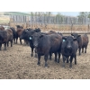 Image 2 : Lone Star Cattle Co. - 1030# May Delivery Steers - 305 Head (Strathmore, AB)