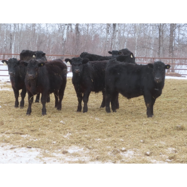 Martin DeVos - 675# March Delivery Steers - 95 Head (Fork River, MB) ***ADDED LOT***