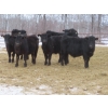 Image 1 : Martin DeVos - 675# March Delivery Steers - 95 Head (Fork River, MB) ***ADDED LOT***