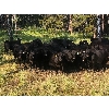 Image 2 : Big Loop Cattle - 930# September Grass Steers - 260 Head (Longview, AB)