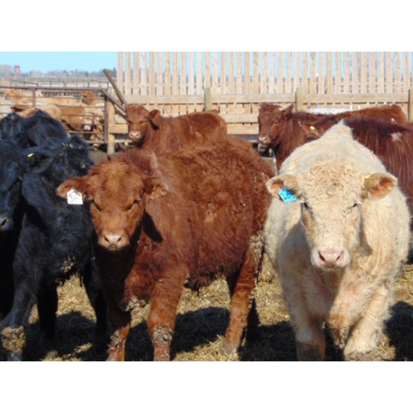 Justin & Kryston Tateson - 900# March Delivery Weaned Steers - 200 Head (Scandia, AB)