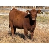 Image 2 : Donovan Banman - 630# October Delivery Heifer Calves - 50 Head (Hays, AB)