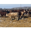Image 6 : Lobstick Land & Livestock - 1025# September Delivery Grass Heifers - 420 Head (Niton Junction, AB)
