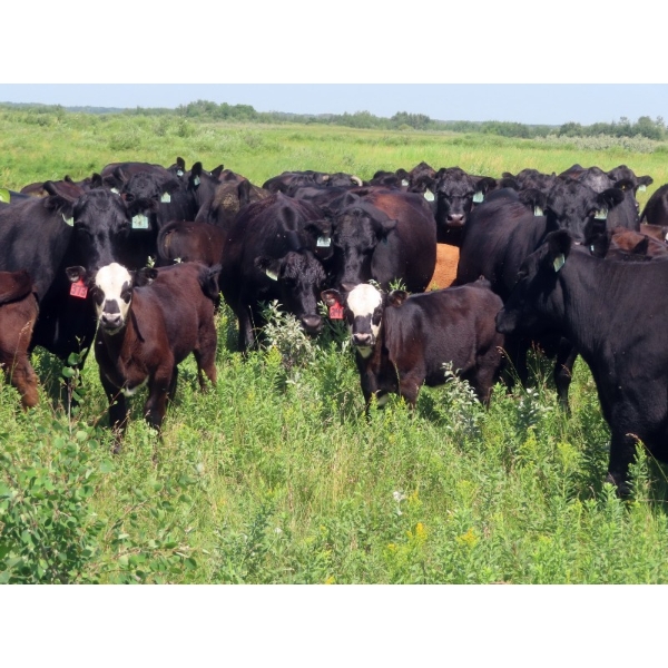 Calvin Rydzik - 625# November Delivery Steer Calves - 100 Head (Glenavon, SK)