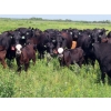 Image 1 : Calvin Rydzik - 625# November Delivery Steer Calves - 100 Head (Glenavon, SK)