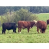 Image 2 : Triplelyones Farms - 940# September Delivery Grass Steers - 198 Head (Westlock, AB)