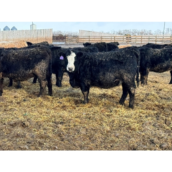 Cunningham Cattle Co. - 850# March Delivery Heifers - 270 Head (Rhein, SK)