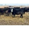Image 1 : Cunningham Cattle Co. - 850# March Delivery Heifers - 270 Head (Rhein, SK)