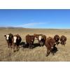 Image 5 : DJC Ranch - 1050# October Delivery Grass Steers - 58 Head (Rabbit Lake, SK)
