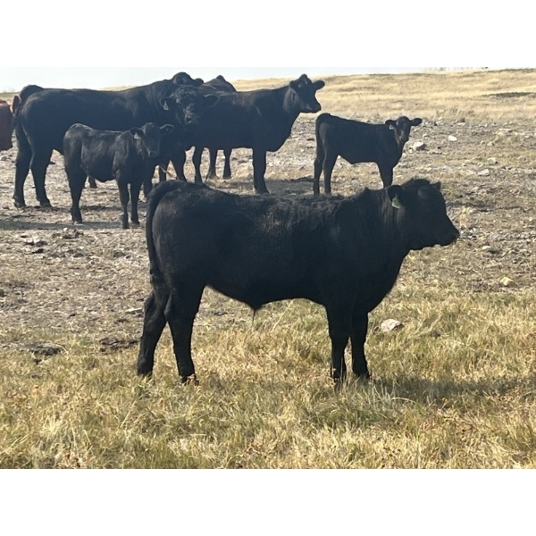 Standing Farms - 560# October Delivery Steer Calves - 105 Head (Hanna, AB)