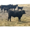 Image 1 : Standing Farms - 560# October Delivery Steer Calves - 105 Head (Hanna, AB)