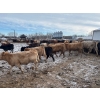 Image 5 : Range 45 Ranch Ltd. - 900# March Weaned Steers - 210 Head (Dewberry, AB)