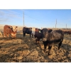 Image 11 : C.O. Johnson & Sons Ranches - 832# March Delivery Steers - 107 Head (Scandia, AB) VBP+