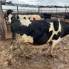 Image 4 : Idaho Dairies/Ranches - 80 Cows (Burley, ID)
