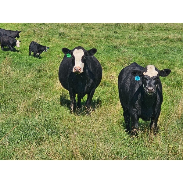 Logan & Shawni Jo James - 675# Oct/Nov Delivery Steer Calves - 60 Head (Drumheller, AB)