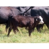Image 12 : Calvin Rydzik - 525# November Delivery Steer Calves - 100 Head (Glenavon, SK)