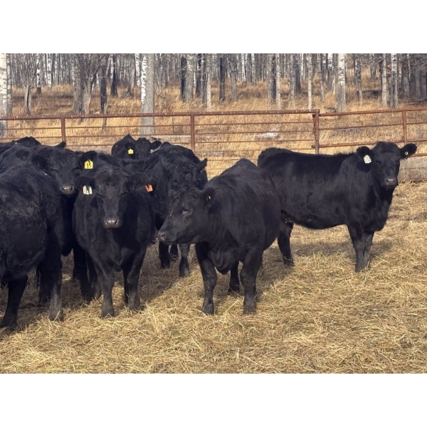 Midpoint Farms - 26 Black Angus X April/May Calving Bred Heifers (Drayton Valley, AB)